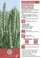 Насіння пшениці озимої Колоніа