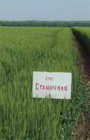 Семена пшеницы Станичная озимая